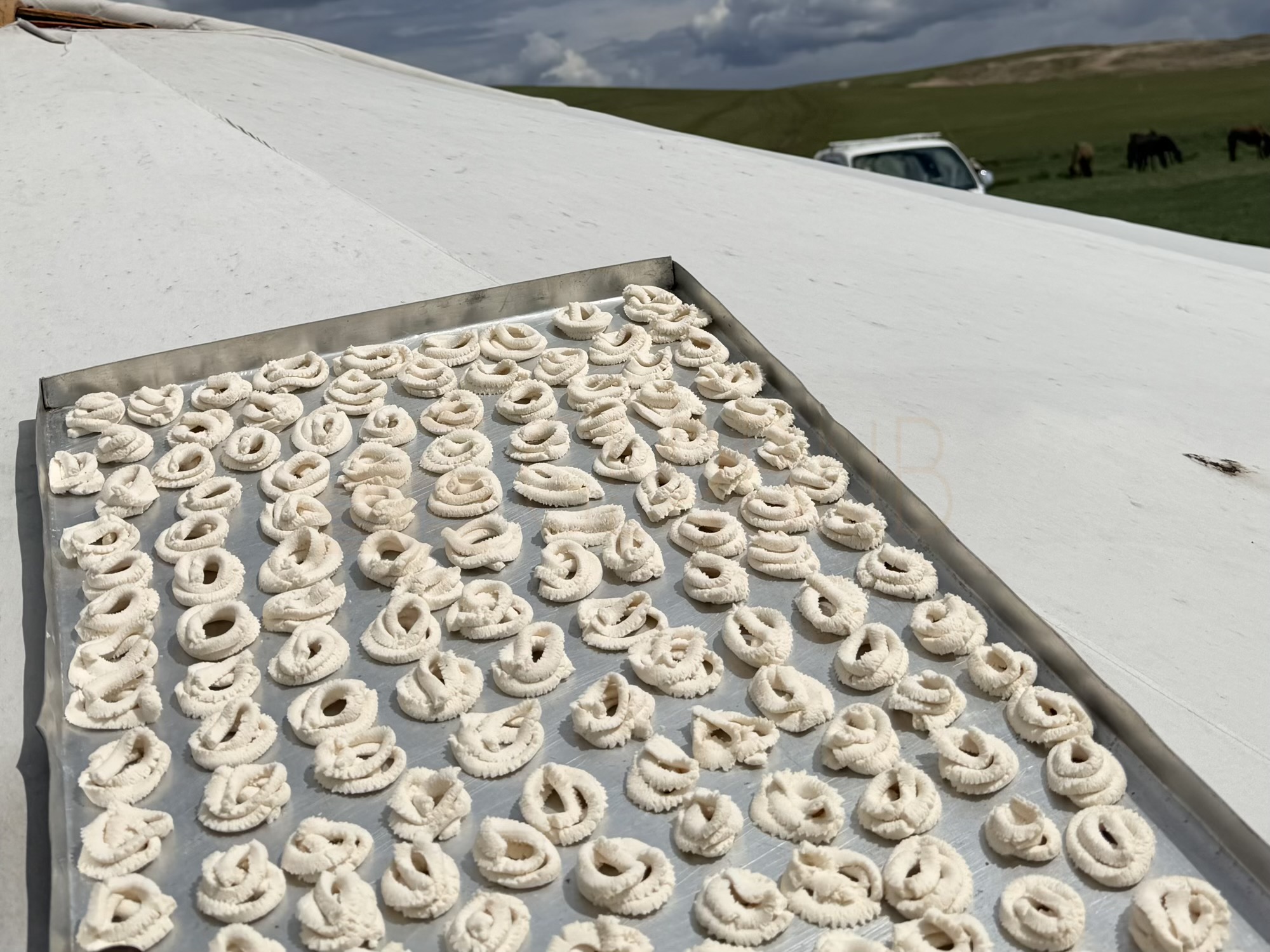 Losol fresh mare milk camp: Sun-drying Aaruul (cheese curds). This is the traditional way nomads preserve summer milk so it lasts through the harsh winters. (Food preparation, Aaruul, Dairy)