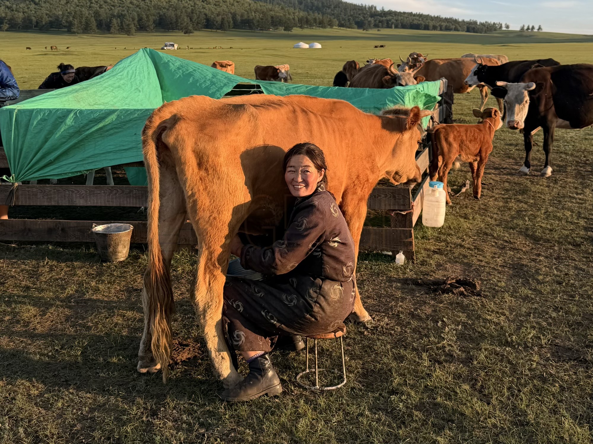 Myagmarsuren khuushuur camp: Urantugs (the wife) milks a cow by hand, an everyday task done every morning and evening at this camp. (Cow milking)