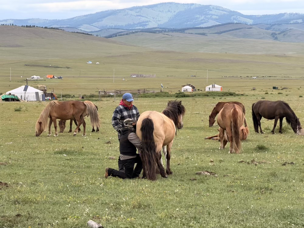 Nerguibaatar camp: Milking the mare to collect guunii saam (raw mare's milk). This is the foundation of our camp's specialized dairy production. (Activity, Milking, Mare)