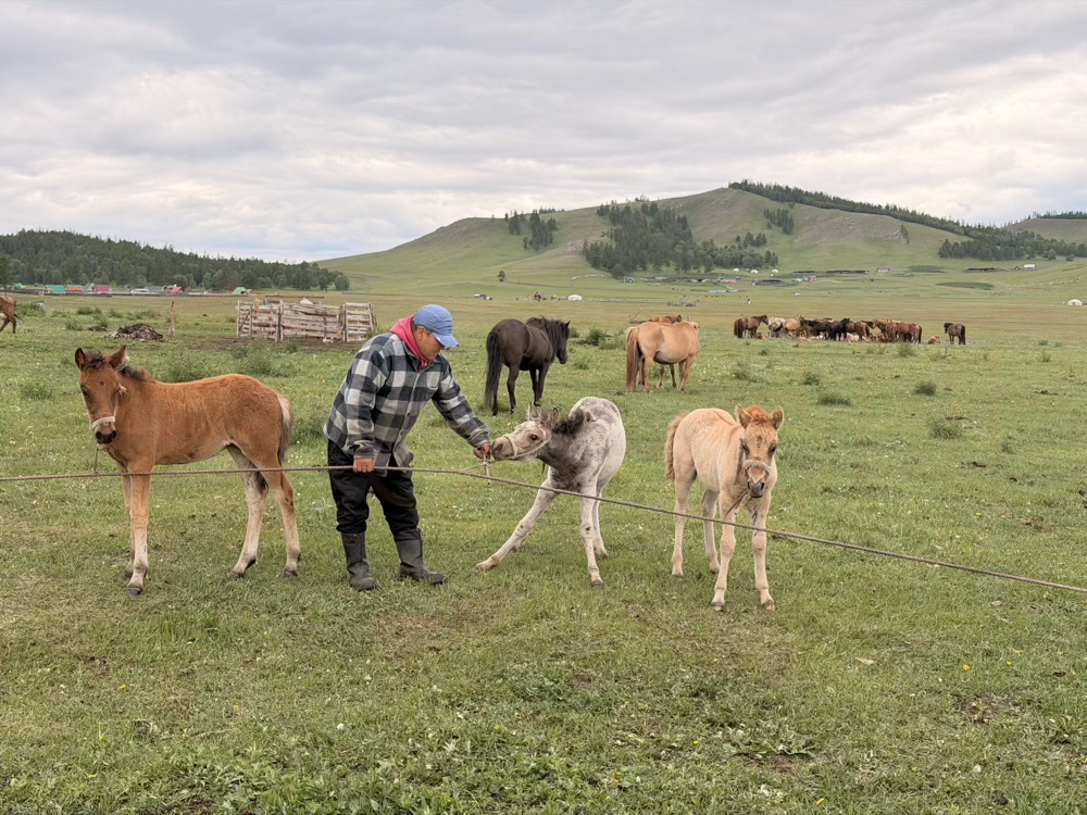 Nerguibaatar camp: Managing the horse herd. Here, we bring the foals to the mares to stimulate milk production before milking begins. (Exterior, Livestock, Horse Management)